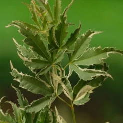 Japanse Esdoorn (Acer Palmatum 'Butterfly') 16 Japanse Esdoorn (Acer Palmatum 'Butterfly') -Tuin Stek Verkoop acer palm. butterfly 1