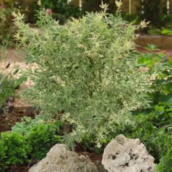 Japanse Esdoorn (Acer Palmatum 'Butterfly') 18 Japanse Esdoorn (Acer Palmatum 'Butterfly') -Tuin Stek Verkoop acer palm. butterfly 2