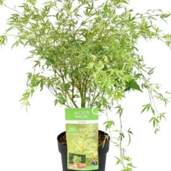 Japanse Esdoorn (Acer Palmatum 'Butterfly') 19 Japanse Esdoorn (Acer Palmatum 'Butterfly') -Tuin Stek Verkoop acer palm. butterfly c3