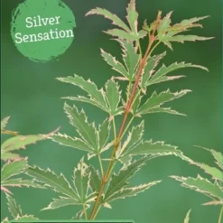 Japanse Esdoorn (Acer Palmatum 'Butterfly') 17 Japanse Esdoorn (Acer Palmatum 'Butterfly') -Tuin Stek Verkoop acer palm. butterfly c3 4