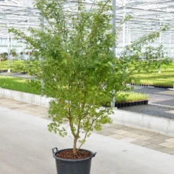 Japanse Esdoorn (Acer Palmatum) -Tuin Stek Verkoop acer palm. c50