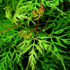 Japanse Esdoorn (Acer Palmatum 'Emerald Lace')