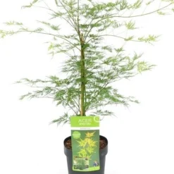 Japanse Esdoorn (Acer Palmatum 'Emerald Lace') -Tuin Stek Verkoop acer palm. emerald lace c3