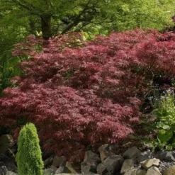 Japanse Esdoorn (Acer Palmatum 'Garnet')