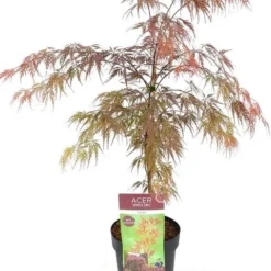 Japanse Esdoorn (Acer Palmatum 'Garnet') -Tuin Stek Verkoop acer palm. garnet c3