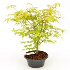 Japanse Esdoorn (Acer Palmatum 'Katsura') -Tuin Stek Verkoop acer palm. katsura patio p23 2