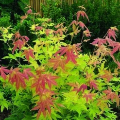 Japanse Esdoorn (Acer Palmatum 'Orange Dream') -Tuin Stek Verkoop acer palm. orange dream