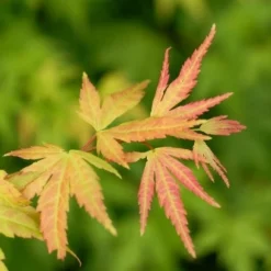 Japanse Esdoorn (Acer Palmatum 'Orange Dream') -Tuin Stek Verkoop acer palm. orange dream 1