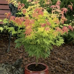 Japanse Esdoorn (Acer Palmatum 'Orange Dream') -Tuin Stek Verkoop acer palm. orange dream 2