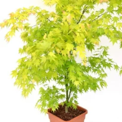 Japanse Esdoorn (Acer Palmatum 'Orange Dream') -Tuin Stek Verkoop acer palm. orange dream c14 3