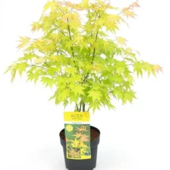 Japanse Esdoorn (Acer Palmatum 'Orange Dream') -Tuin Stek Verkoop acer palm. orange dream c3