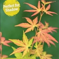 Japanse Esdoorn (Acer Palmatum 'Orange Dream') -Tuin Stek Verkoop acer palm. orange dream c3 1