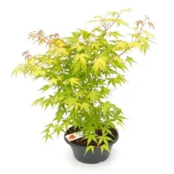 Japanse Esdoorn (Acer Palmatum 'Orange Dream') -Tuin Stek Verkoop acer palm. orange dream p23 patio