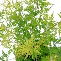 Japanse Esdoorn (Acer Palmatum 'Seiryu') -Tuin Stek Verkoop acer palm. seiryu