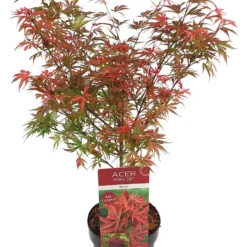 Japanse Esdoorn (Acer Palmatum 'Shaina') 11 Japanse Esdoorn (Acer Palmatum 'Shaina') -Tuin Stek Verkoop acer palm. shaina c3 1