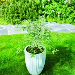Japanse Esdoorn (Acer Palmatum 'Ukigumo') -Tuin Stek Verkoop acer palm. ukigumo