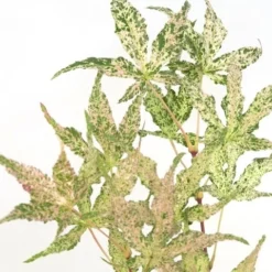 Japanse Esdoorn (Acer Palmatum 'Ukigumo') -Tuin Stek Verkoop acer palm. ukigumo 1 1