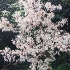 Japanse Esdoorn (Acer Palmatum 'Ukigumo') -Tuin Stek Verkoop acer palm. ukigumo 2 1