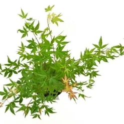 Japanse Esdoorn (Acer Palmatum 'Wilson's Pink Dwarf') -Tuin Stek Verkoop acer palm. wilson pink dwarf c3 3