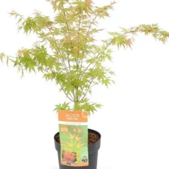 Japanse Esdoorn (Acer Palmatum 'Wilson's Pink Dwarf') -Tuin Stek Verkoop acer palm. wilson s pink dwarf c3