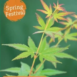 Japanse Esdoorn (Acer Palmatum 'Wilson's Pink Dwarf') -Tuin Stek Verkoop acer palm. wilson s pink dwarf c3 1