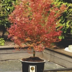 Japanse Esdoorn (Acer Palmatum 'Wilson's Pink Dwarf') -Tuin Stek Verkoop acer palm. wilson s pink dwarf c3 2