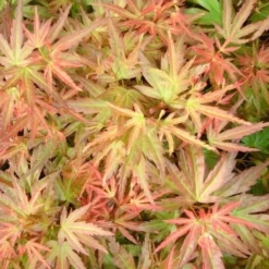 Japanse Esdoorn (Acer Palmatum 'Wilson's Pink Dwarf') -Tuin Stek Verkoop acer palm. wilson s pink dwarf c3 3