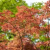 Japanse Esdoorn (Acer Palmatum)