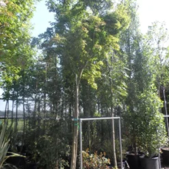 Japanse Esdoorn (Acer Palmatum) -Tuin Stek Verkoop acer palmatum 14 16ho cont