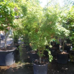 Japanse Esdoorn (Acer Palmatum) -Tuin Stek Verkoop acer palmatum 175 200 c70