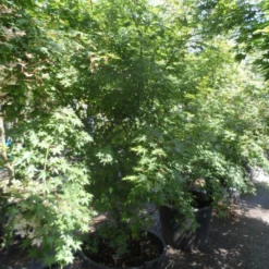Japanse Esdoorn (Acer Palmatum) -Tuin Stek Verkoop acer palmatum 200 250 300 c130