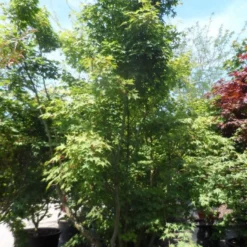 Japanse Esdoorn (Acer Palmatum) -Tuin Stek Verkoop acer palmatum 225 250 c200