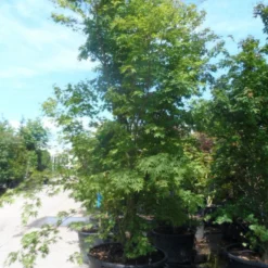 Japanse Esdoorn (Acer Palmatum) -Tuin Stek Verkoop acer palmatum 250 300 c500