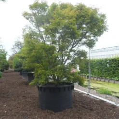 Japanse Esdoorn (Acer Palmatum) -Tuin Stek Verkoop acer palmatum 350 400 c1000