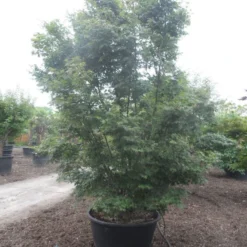 Japanse Esdoorn (Acer Palmatum) -Tuin Stek Verkoop acer palmatum 350 400 c500