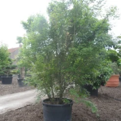 Japanse Esdoorn (Acer Palmatum) -Tuin Stek Verkoop acer palmatum 350 400 c500 2