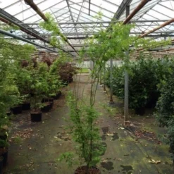 Japanse Esdoorn (Acer Palmatum 'Aoyagi') -Tuin Stek Verkoop acer palmatum aoyagi 175 200