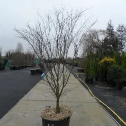 Japanse Esdoorn (Acer Palmatum 'Atropurpureum') -Tuin Stek Verkoop acer palmatum atropurpureum 200 250 c110