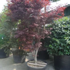 Japanse Esdoorn (Acer Palmatum 'Atropurpureum') -Tuin Stek Verkoop acer palmatum atropurpureum 250 300 c285