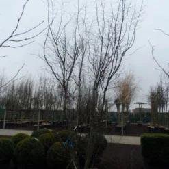 Japanse Esdoorn (Acer Palmatum 'Atropurpureum') -Tuin Stek Verkoop acer palmatum atropurpureum 300 350 c350