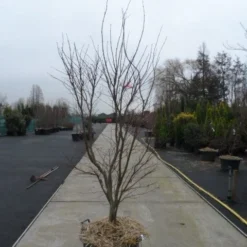 Japanse Esdoorn (Acer Palmatum 'Fireglow') -Tuin Stek Verkoop acer palmatum atropurpureum fireglow 200 250 c110