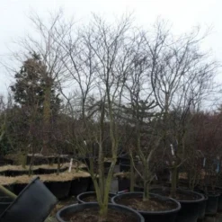 Japanse Esdoorn (Acer Palmatum 'Fireglow') -Tuin Stek Verkoop acer palmatum atropurpureum fireglow 250 300 c500