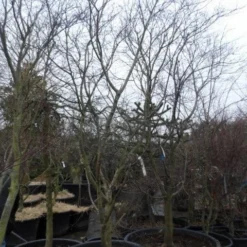 Japanse Esdoorn (Acer Palmatum 'Fireglow') -Tuin Stek Verkoop acer palmatum atropurpureum fireglow 250 300 c500 2