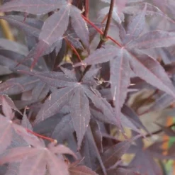 Japanse Esdoorn (Acer Palmatum 'Bloodgood') -Tuin Stek Verkoop acer palmatum bloodgood 2