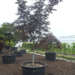 Japanse Esdoorn (Acer Palmatum 'Bloodgood') -Tuin Stek Verkoop acer palmatum bloodgood halfstam c750 1