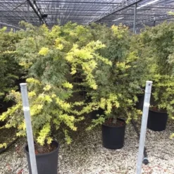 Japanse Esdoorn (Acer Palmatum 'Butterfly') 21 Japanse Esdoorn (Acer Palmatum 'Butterfly') -Tuin Stek Verkoop acer palmatum butterfly