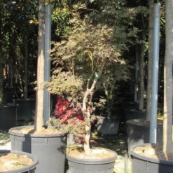 Japanse Esdoorn (Acer Palmatum 'Butterfly') 20 Japanse Esdoorn (Acer Palmatum 'Butterfly') -Tuin Stek Verkoop acer palmatum butterfly 100 125