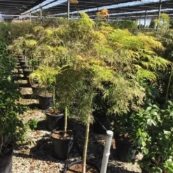 Japanse Esdoorn Op Stam (Acer Palmatum 'Viridis') -Tuin Stek Verkoop acer palmatum dis. viridis op stam c20