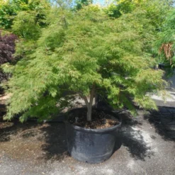 Japanse Esdoorn (Acer Palmatum 'Dissectum') 24 Japanse Esdoorn (Acer Palmatum 'Dissectum') -Tuin Stek Verkoop acer palmatum dissectum 125 150 175 c200 struikvorm extra 1