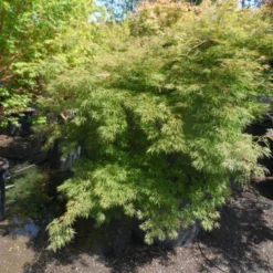 Japanse Esdoorn (Acer Palmatum 'Dissectum') 23 Japanse Esdoorn (Acer Palmatum 'Dissectum') -Tuin Stek Verkoop acer palmatum dissectum 125 150 175 c200 struikvorm extra 2 1
